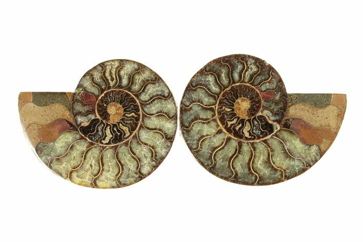 Cut & Polished, Agatized Ammonite Fossil - Madagascar #267882
